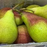 西洋梨：圖片 2
