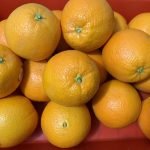 香吉士：圖片 2