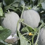 日本哈密瓜：圖片 2