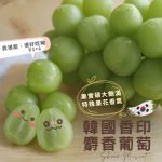 韓國麝香葡萄原裝箱5-6入：圖片 3